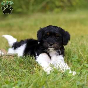 Paris, Yorkie Poo Puppy